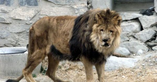  List Of The Top 10 World Famous Animals In This World